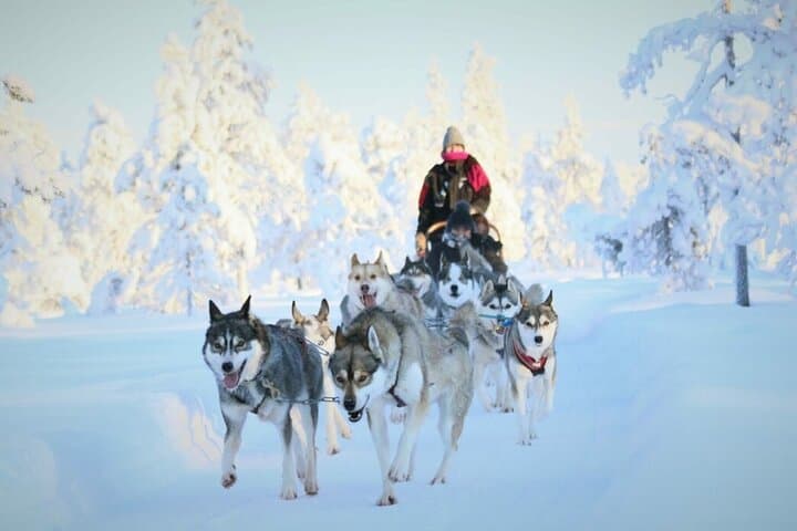 10 KM Self Driven Husky Sled Adventure in Rovaniemi