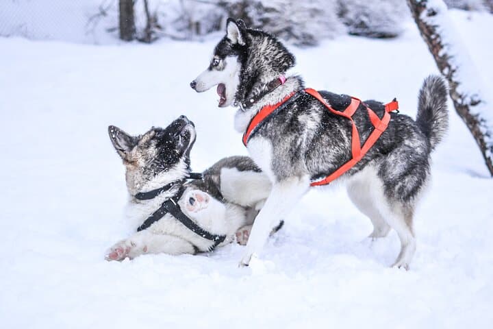 7km Self Driven Husky Sled Adventure in Rovaniemi