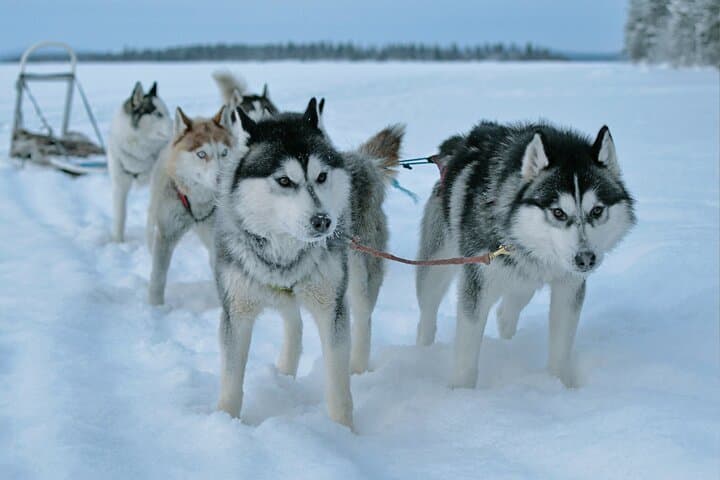 7km Self Driven Husky Sled Adventure in Rovaniemi