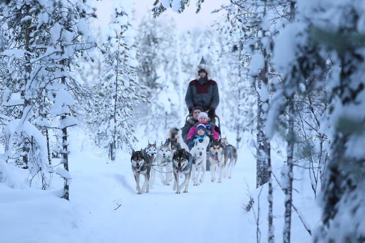 7km Self Driven Husky Sled Adventure in Rovaniemi
