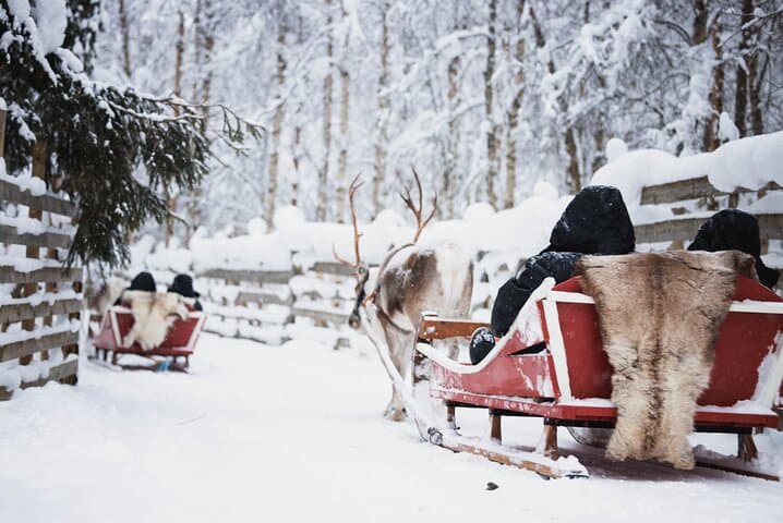 Husky and Reindeer Experience With Snowmobiling