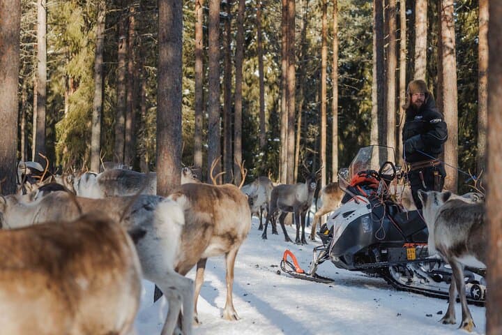 Reindeer Experience with Sledge Ride