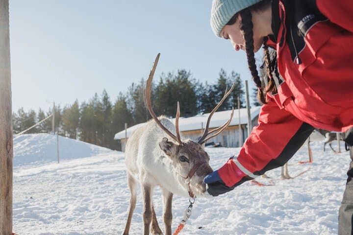 Reindeer Experience with Sledge Ride