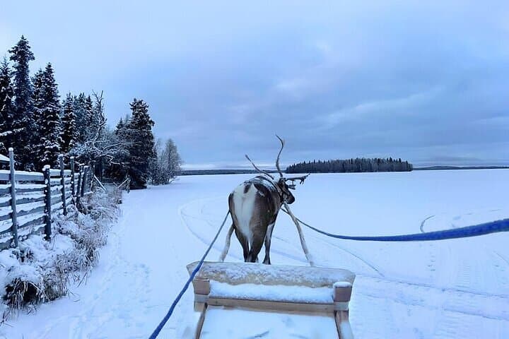 Levi Reindeer Safari - Long or Quick - with Sledge Ride