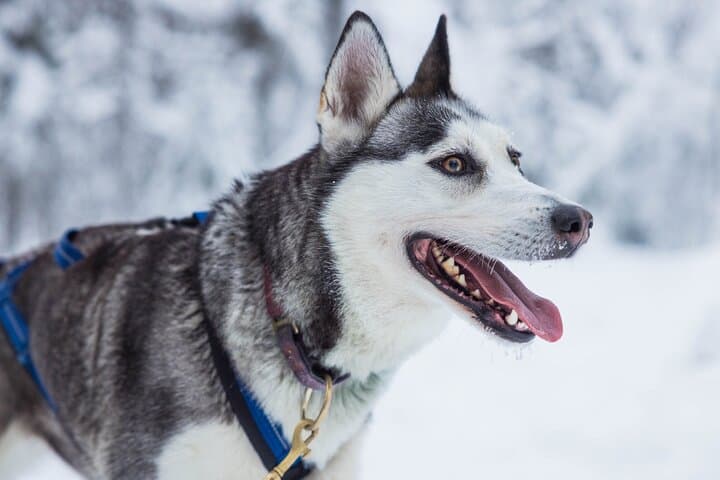 Husky Farm Visit in Rovaniemi