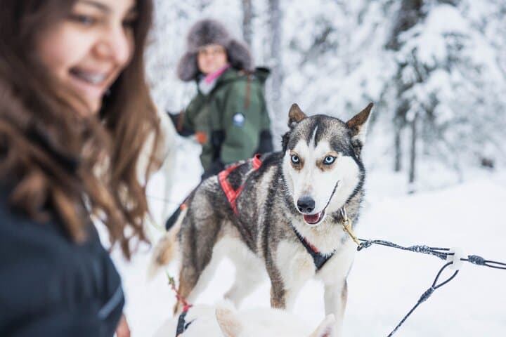 Husky Farm Visit in Rovaniemi