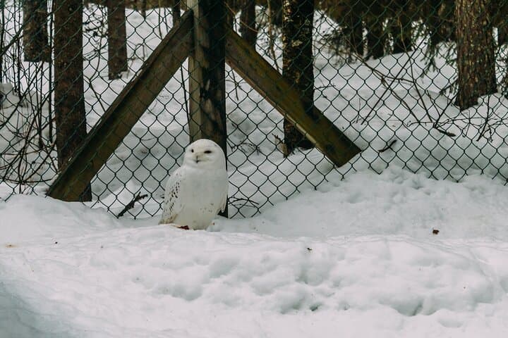 Rovaniemi: Trip to Ranua Zoo with Tickets Included