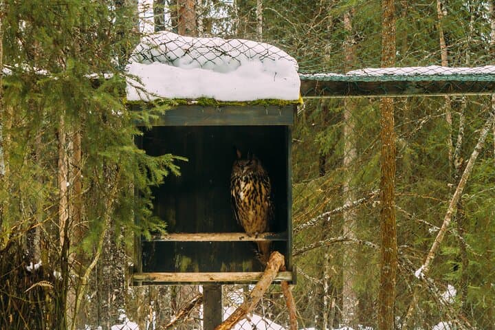 Rovaniemi: Trip to Ranua Zoo with Tickets Included