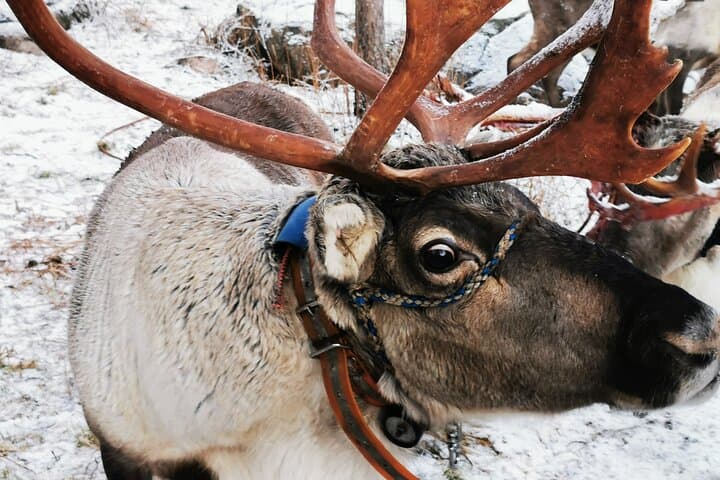 Great Reindeer
