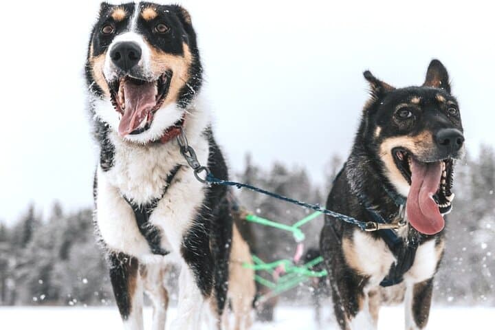 Husky Safari in Arctic forest