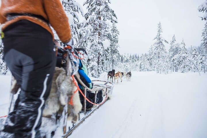 Eager team of huskies