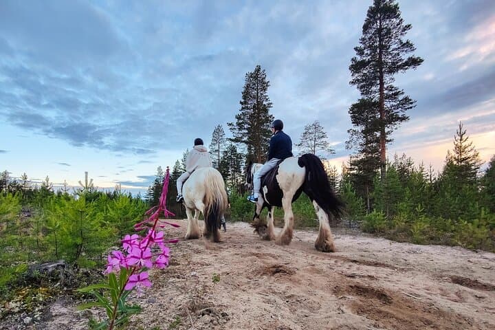 Horse Riding: a Summer Adventure in Lapland
