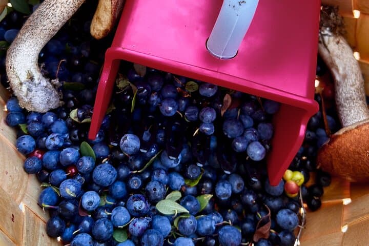 Berry Picking Adventure with BBQ in Lapland