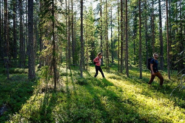 Guided Hike in Lapland: an Immersion in the Wilderness