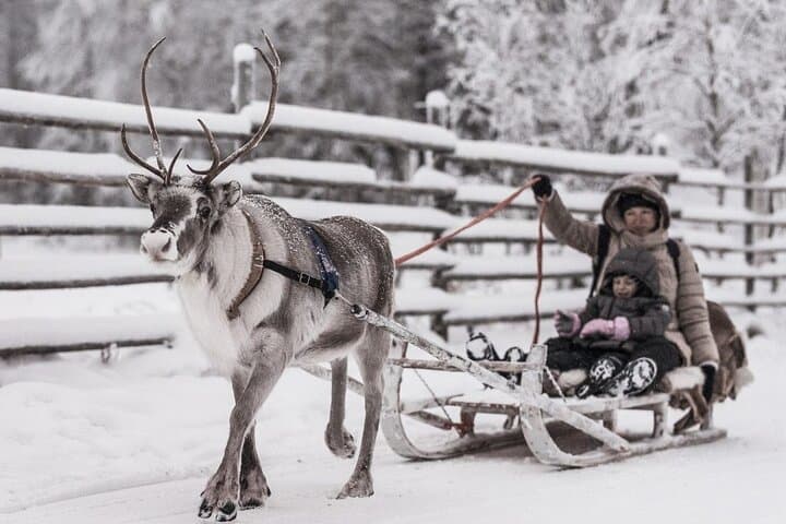 Arctic Reindeer Sled Safari