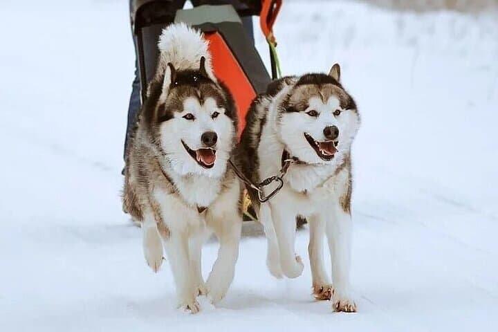 8-10km Husky Ride in the Taiga and Visit Other Farm Animals