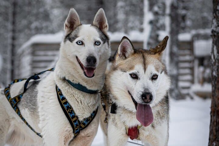 8-10km Husky Ride in the Taiga and Visit Other Farm Animals