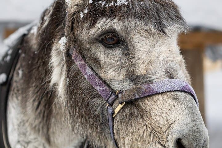 8-10km Husky Ride in the Taiga and Visit Other Farm Animals