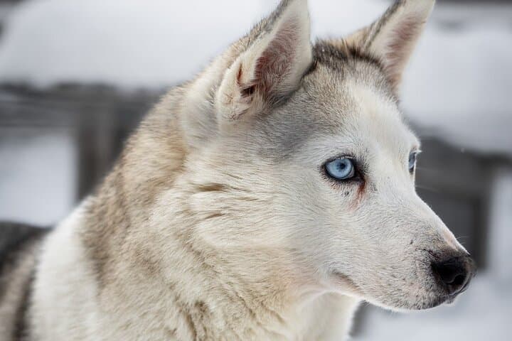 8-10km Husky Ride in the Taiga and Visit Other Farm Animals