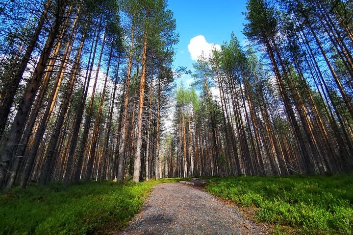 Arctic Forest & Hike Trail