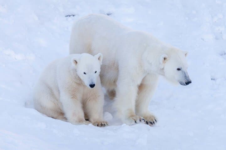 Polar Bears seen in Ranua Wildlife Park