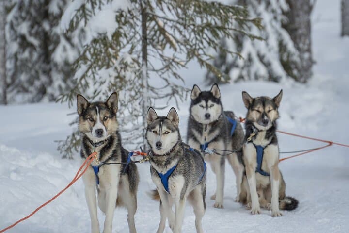 Snowy Trails 10km Husky Safari from Rovaniemi