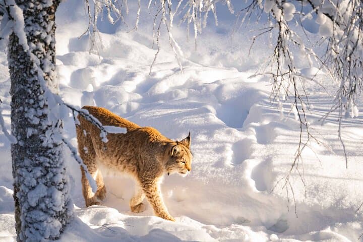 Lynx walking in the snow