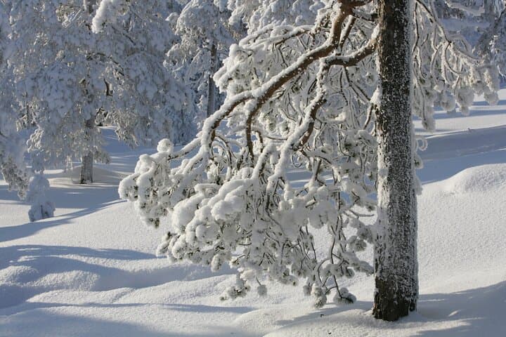 Rovaniemi Insider: Arctic Snowshoeing Adventure