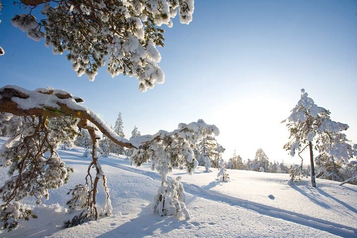 Rovaniemi Insider: Arctic Snowshoeing Adventure