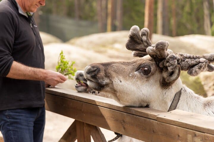 Hooves & Antlers: A Nordic Creature Chronicle****