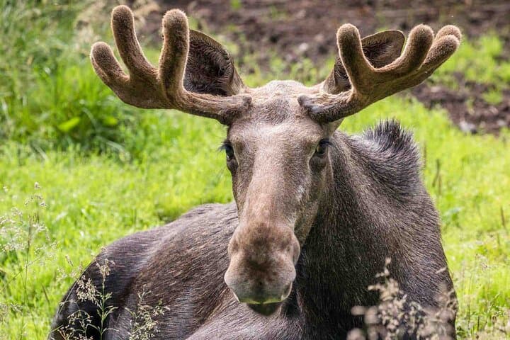 Kemijärvi Insider: Guided Tour in Ranua Zoo