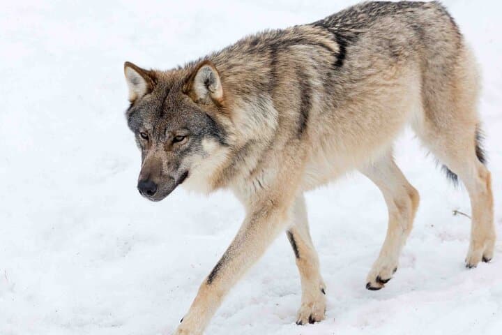 Kemijärvi Insider: Guided Tour in Ranua Zoo