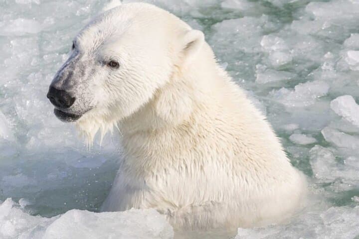 Kemijärvi Insider: Guided Tour in Ranua Zoo