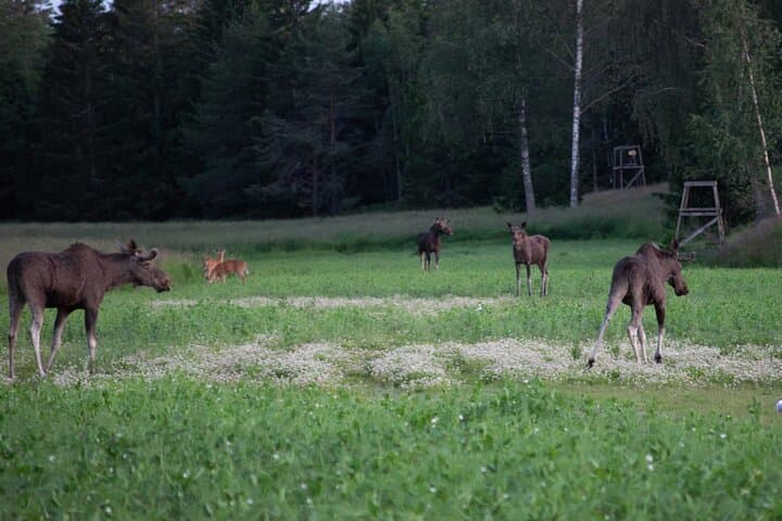 From Helsinki: Moose & Wildlife Safari with Campfire Dinner