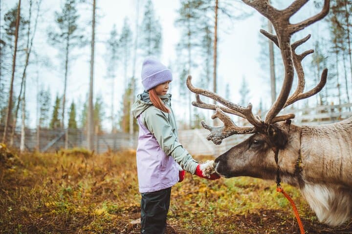 Walk with Reindeer in Rovaniemi