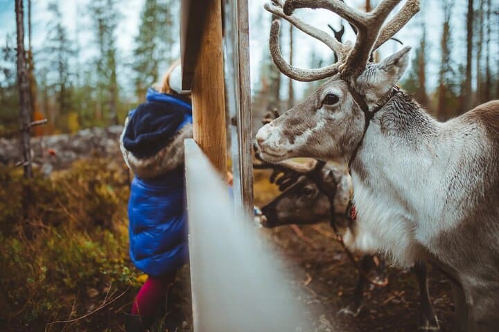 Walk with Reindeer in Rovaniemi