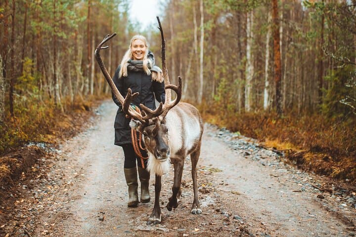 Walk with Reindeer in Rovaniemi