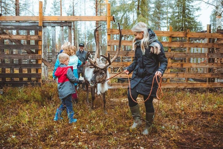 Walk with Reindeer in Rovaniemi