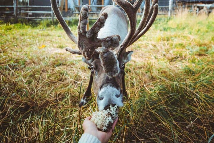 Walk with Reindeer in Rovaniemi