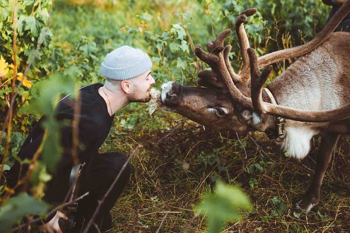 Meet and Feed Reindeer in Rovaniemi