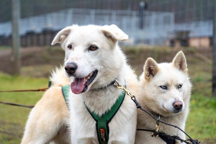 Husky Cart Ride Adventure