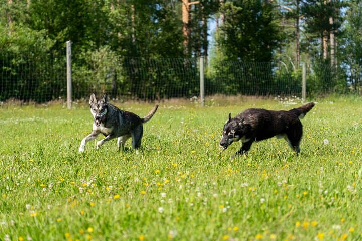 Husky Cart Ride Adventure