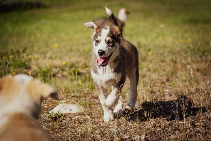 Husky Cart Ride Adventure