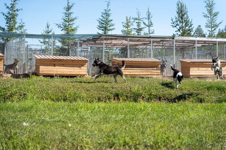 Husky Cart Ride Adventure