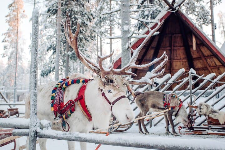 Rovaniemi: Reindeer & Husky Ride with Santa Claus Village