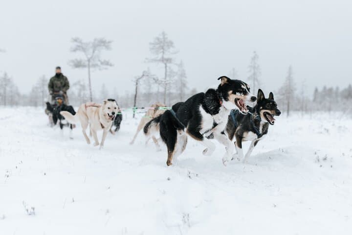 Rovaniemi Santa Claus Village Husky and Reindeer Tour VIP VAN