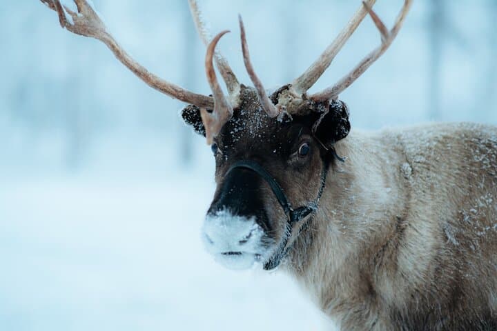 Reindeer farm visit