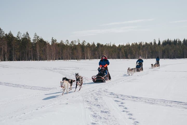 Trail of Tails Step into the Mushing Life in 5KM Husky Safari