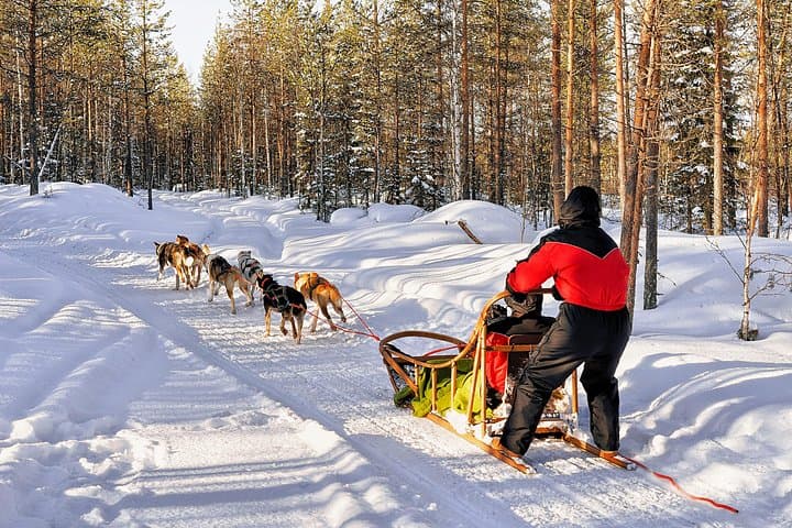 Rovaniemi: Husky Self-Drive (7km) Through Snowy Landscapes