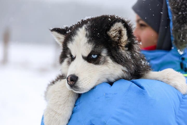 Rovaniemi: Husky Self-Drive (7km) Through Snowy Landscapes